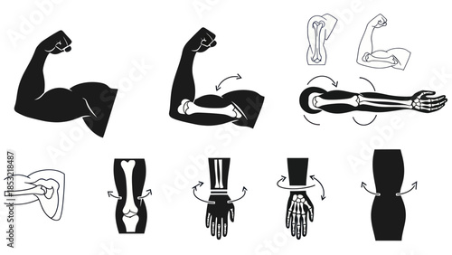 Human arm anatomy illustrations muscles bones and joint movement