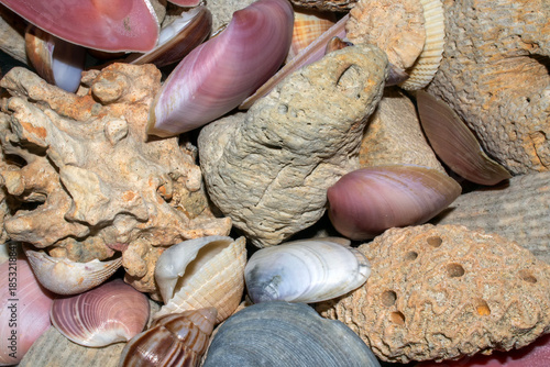 Conchas IMG_2241