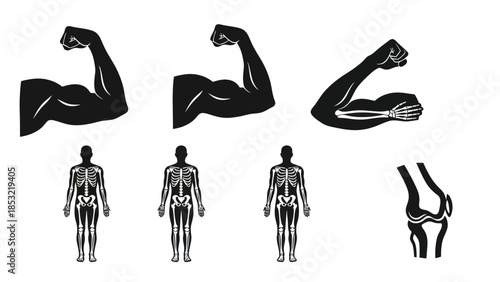 Human anatomy illustrations muscle arms and skeletal systems diagrams