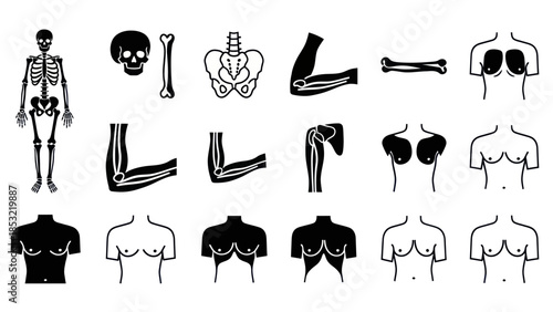 Human body anatomy illustrations bones skeletal system and body parts