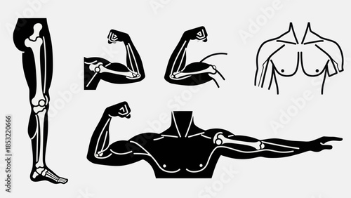 Human anatomy illustrations skeletal and muscular system depictions