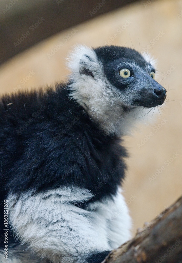 Obraz premium Black-and-white ruffed lemur