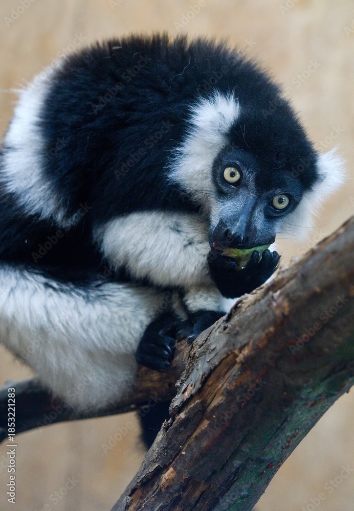 Fototapeta premium Black-and-white ruffed lemur