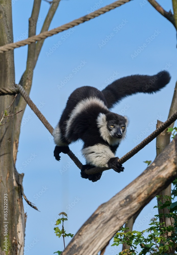 Fototapeta premium Black-and-white ruffed lemur