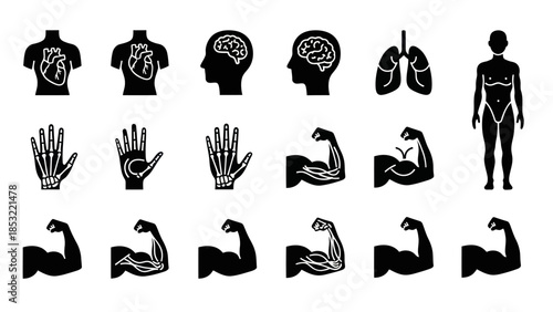 Human body anatomy illustrations internal organs and skeletal systems