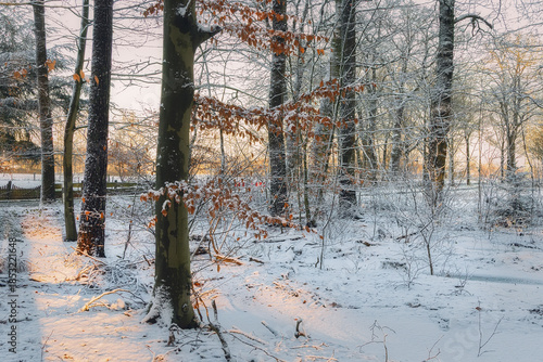 First snow in the forest, outdoor background