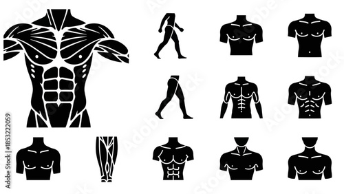 Human body anatomy illustrations muscular system in black and white