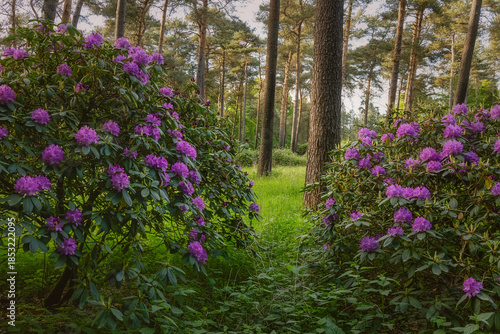 Rhododendron bushes in the forest, outdoor background