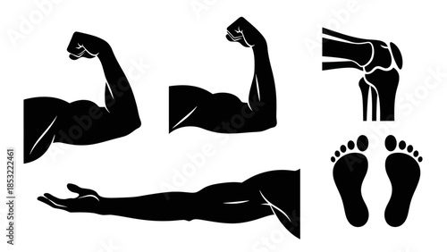 Human anatomy silhouette illustrations arm foot knee and body parts