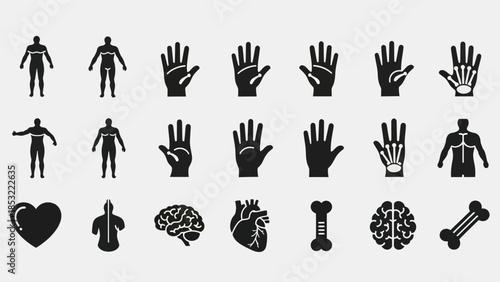 Human body anatomy illustrations silhouettes of organs and limbs