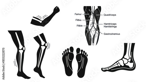 Human body anatomy illustrations skeletal muscular and articulated structures