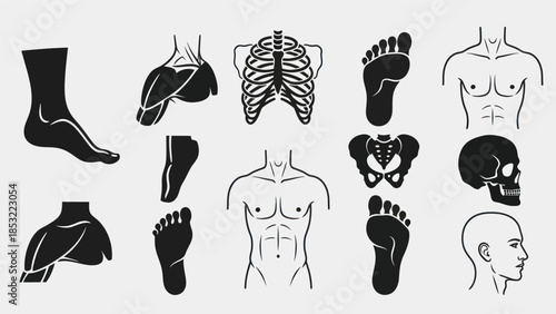 Human body anatomy illustrations skeletal muscular and internal systems