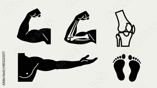 Human body parts vector set anatomical illustrations medical concepts
