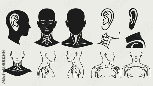Human anatomy silhouettes and outlines for medical and educational use