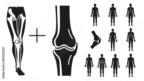 Human body anatomy illustrations skeletal system and body silhouettes