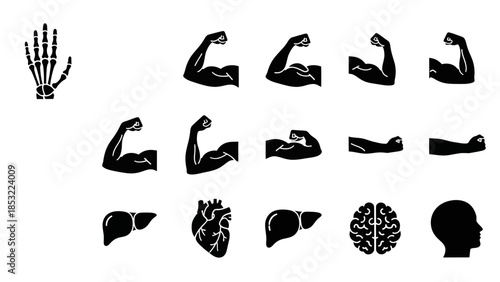 Human body anatomy silhouettes hand muscles organs brain and head