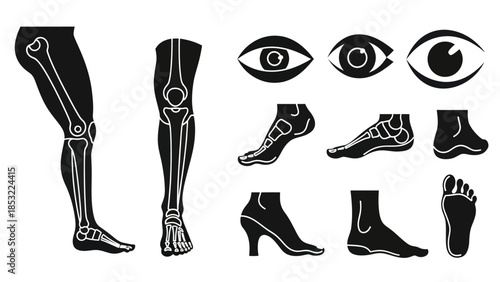 Human anatomy silhouettes leg foot and eye bone structures illustrations