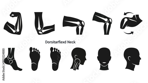 Human anatomy silhouettes representing joints limbs and head structure