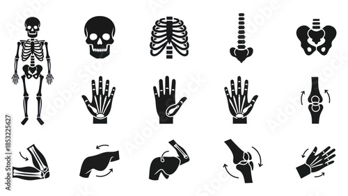 Human anatomy silhouettes skeletal system and body parts vector illustrations
