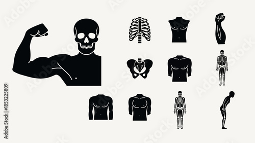 Human anatomy silhouettes skeleton muscular arm torso and ribcage graphics