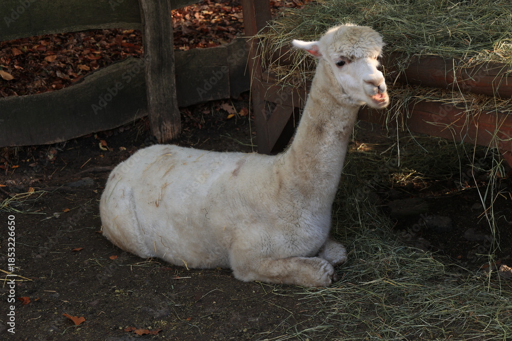 Fototapeta premium Sonniger Herbsttagb in einem Hammer Tierpark