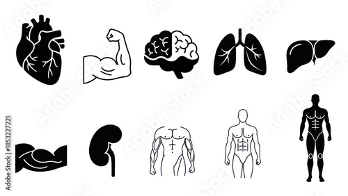 Human body organs and musculature silhouettes for health and science