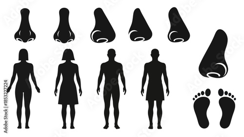 Human body silhouettes and facial features vector illustration