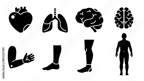 Human body parts silhouettes heart lungs brain arm leg figure vector