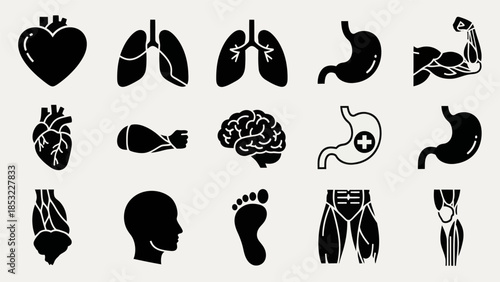 Human body organs in silhouette medical anatomy illustration
