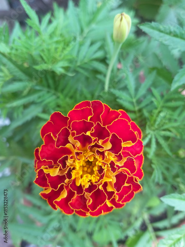 Marigold flower close-up with blurred green background. Selective focus.