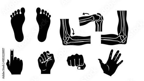 Human body parts silhouettes vector illustrations anatomical study