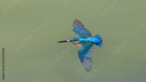 Common Kingfisher flying.
