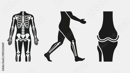 Human body skeleton anatomy silhouettes medical illustration for healthcare