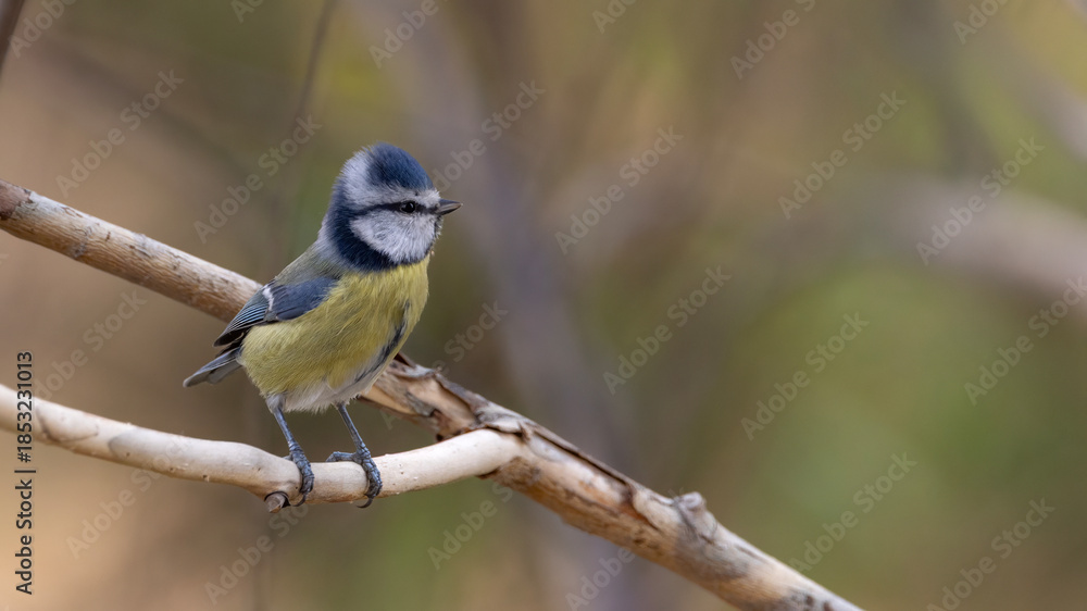 Fototapeta premium blue tit on branch