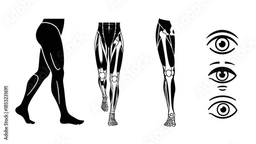 Human leg anatomy silhouettes and eye icons for medical educational content