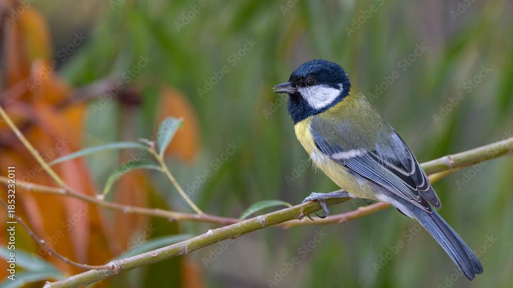 Obraz premium great tit parus major