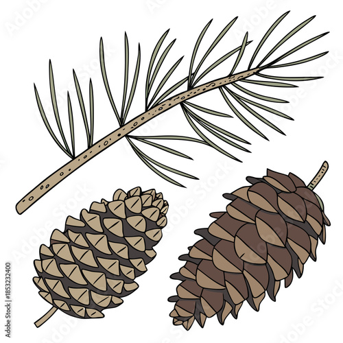 pine, cone, tree, brown, decoration, nature, christmas, seed, isolated, pinecone, fir, coniferous, forest, evergreen, autumn, wood, xmas, plant, winter, cedar, season, object, cones, holiday, macro