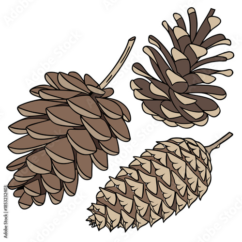 pine, cone, brown, tree, cedar, christmas, seed, nature, isolated, pinecone, coniferous, nut, fir, forest, decoration, cones, plant, evergreen, winter, spruce, autumn, wood, object, conifer, xmas