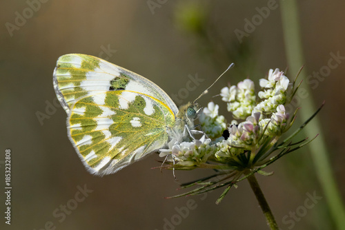 butterfly on a flower