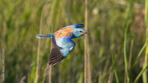 European Roller