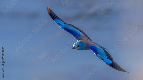 European Roller