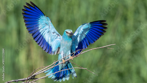 European Roller
