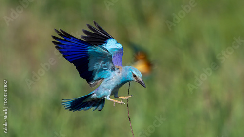 European Roller