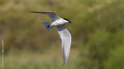 Gull-billed Tern 