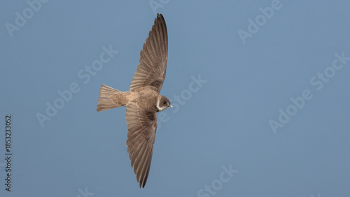 Sand Martin flying.