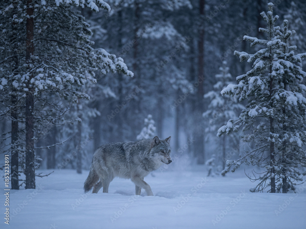 Fototapeta premium wolf in winter forest