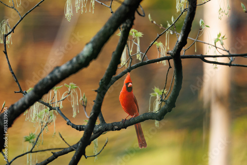 Close‑Up of Male Northern Cardinal on Branch