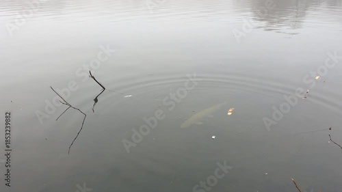 Fish pike lying still on the lakebed not moving even after dropping above it a piece of wood and disturbing water surface.