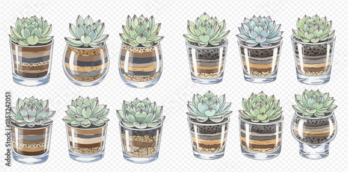 Set of beautiful succulent plants in glass pots with layered soil and pebbles, hand-drawn illustration.