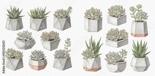 Collection of various succulent plants in modern geometric concrete pots on transparent background.
